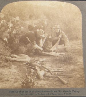 2110:: Stereoviews: 1907 Hunting, field dressing whitetail deer in the Rio Grande Valley TEXAS beside prickly pear cactus.  Standard size, curved, verso blank, sepia. 9498-Underwood U-96407.