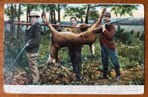 SKU-3229:: 1907 postmarked, color postcard: Big Game Hunting: Whitetail Deer Posted 1907. Printed in Germany. Published by Illustrated Postal Card Company. New York.